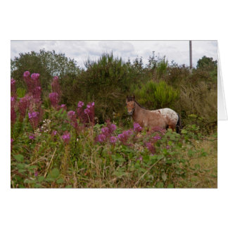 blanket spotted pony