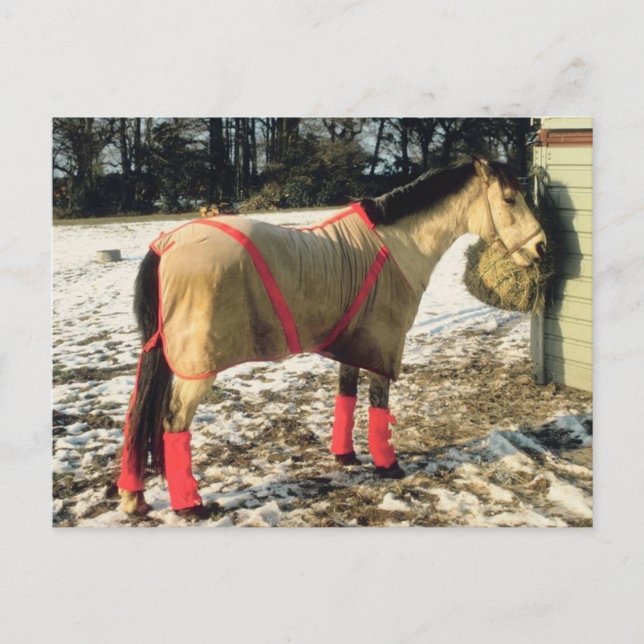 Blanketed Horse in Winter Postcard (Front)