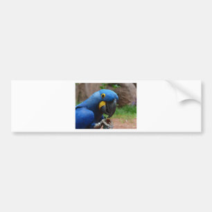 blauaras parrot bumper sticker