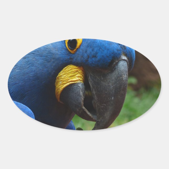 blauaras parrot oval sticker (Front)