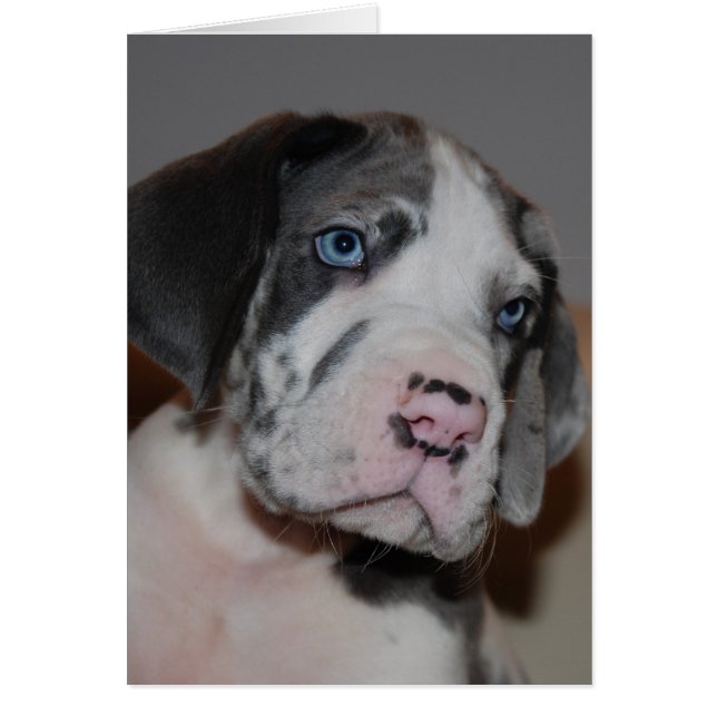 Blaue Augen Doggenwelpe (Front)