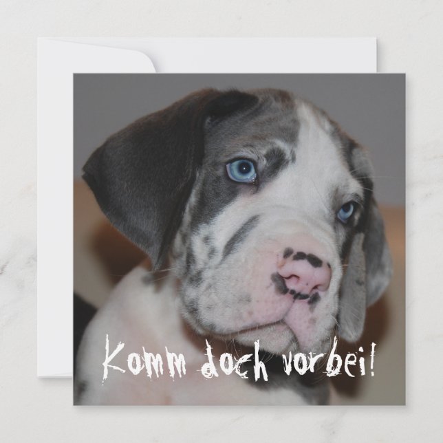 Blaue Augen Doggenwelpe (Front)