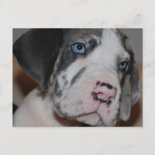 Blaue Augen Doggenwelpe Postcard