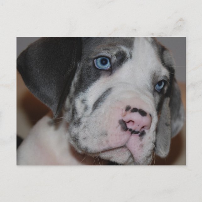 Blaue Augen Doggenwelpe Postcard (Front)