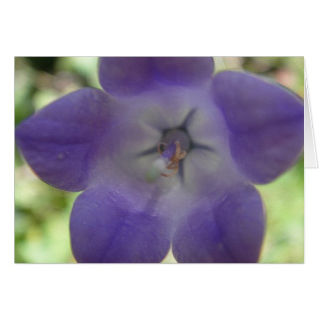 Blaue Glockenblume, Grusskarte (Front Horizontal)