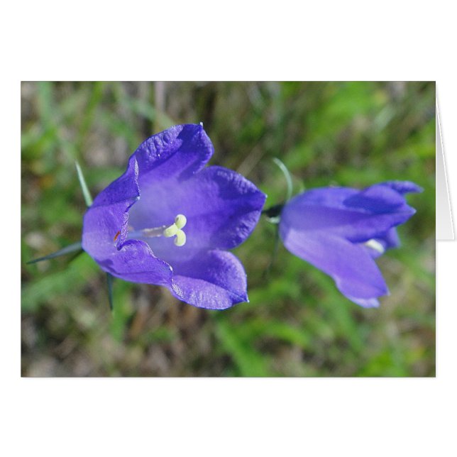 Blaues Glockenblumenpaar, Grusskarte, blanko (Front Horizontal)