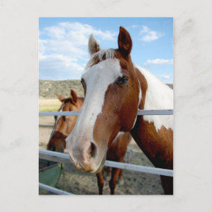 Blaze Face Postcard