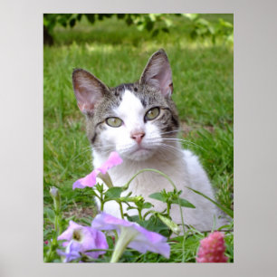 Blaze The Cat And The Petunias  Poster