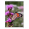 Blazing star and monarch butterfly