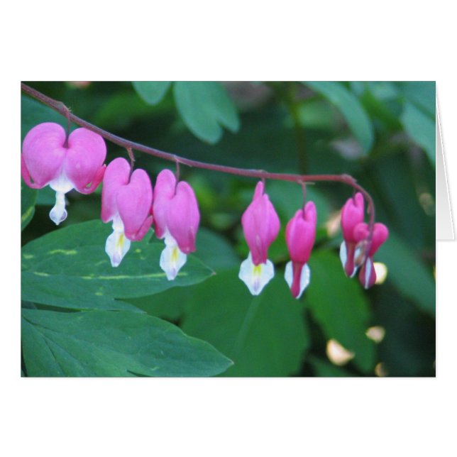 Bleeding Heart (Front Horizontal)