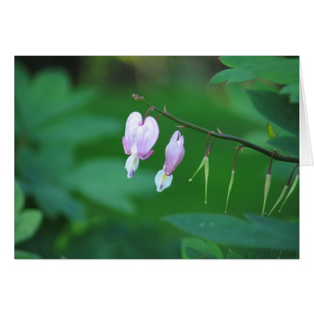 Bleeding heart (Front Horizontal)