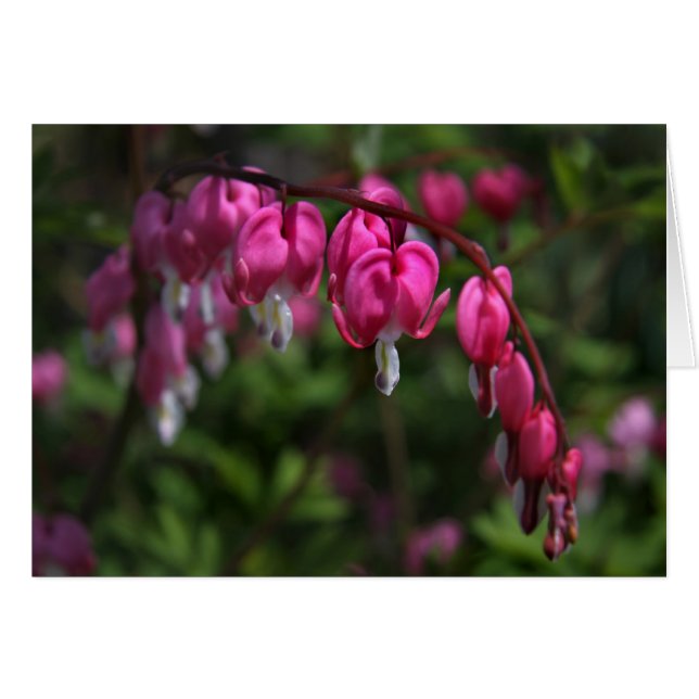 Bleeding Heart (Front Horizontal)