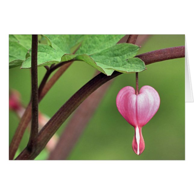 Bleeding Heart (Front Horizontal)