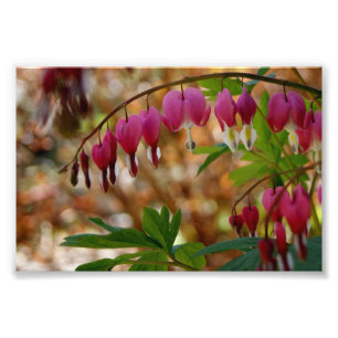 Bleeding Heart 6 x 4 Photographic Print