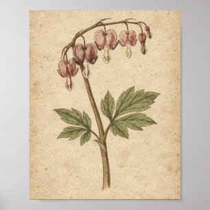 Bleeding Heart Botanical Flower Art Poster