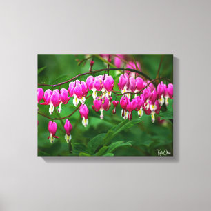 Bleeding Heart Canvas Print