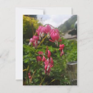 bleeding heart flower 