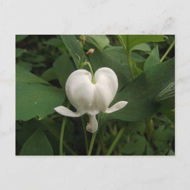 Bleeding heart flower postcard (Front)