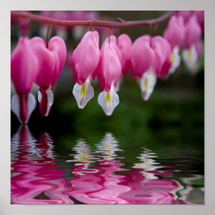 bleeding heart flower poster