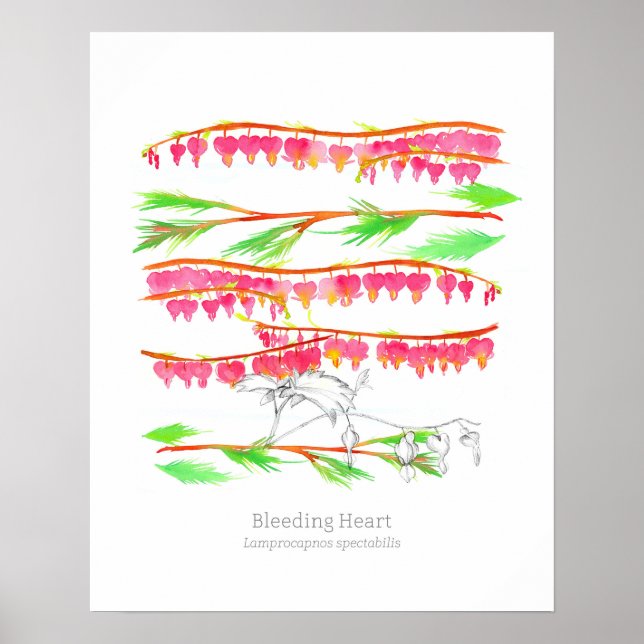 Bleeding Heart Language of Flowers Botanical Art  Poster (Front)