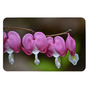 Bleeding Heart Large Magnet