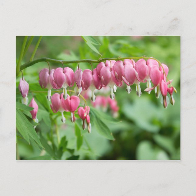 Bleeding Heart Photo Postcard (Front)