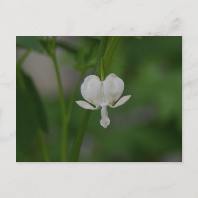 Bleeding Heart Postcard (Front)