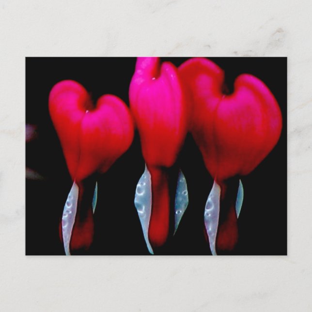 Bleeding Heart Postcard (Front)