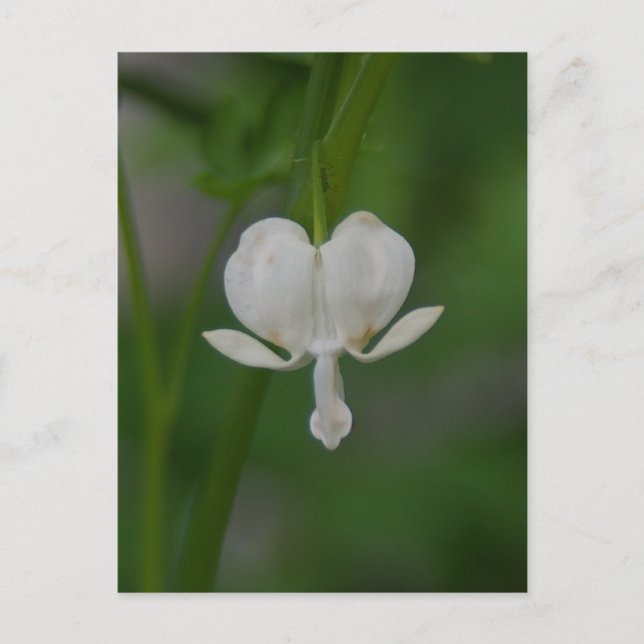 Bleeding Heart Postcard (Front)