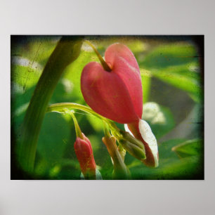 Bleeding Heart Poster