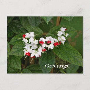 Bleeding Heart Vine Postcard
