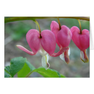 Bleeding Hearts