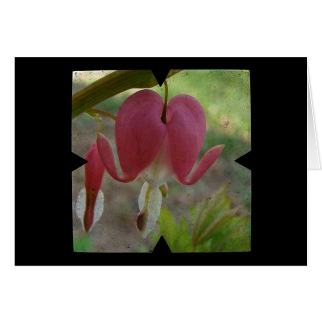 Bleeding Hearts (Front Horizontal)