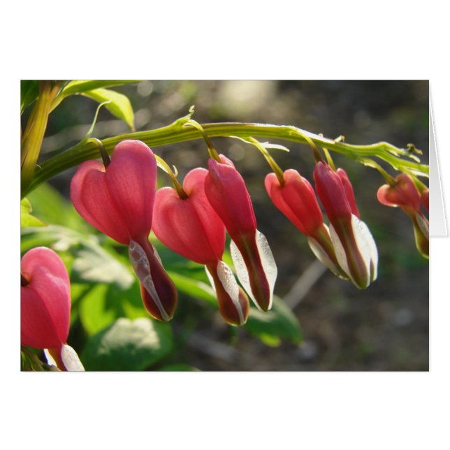 Bleeding Hearts (Front Horizontal)