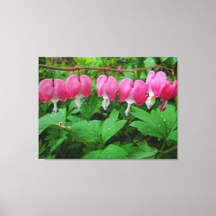 Bleeding Hearts Canvas Print