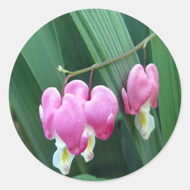 Bleeding Hearts Classic Round Sticker (Front)
