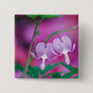 Bleeding Hearts Connecting In Garden. Credit 15 Cm Square Badge