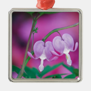 Bleeding Hearts Connecting In Garden. Credit Metal Tree Decoration