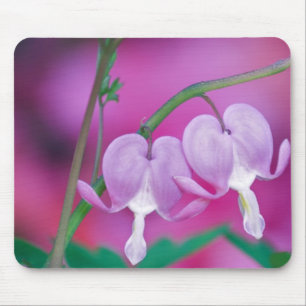 Bleeding Hearts Connecting In Garden. Credit Mouse Mat