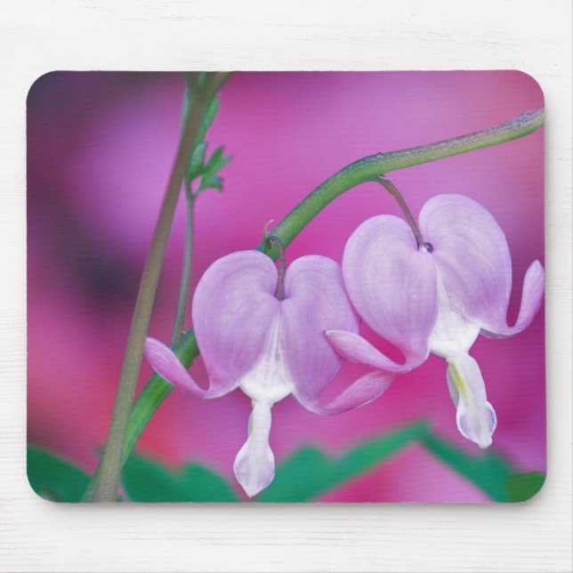 Bleeding Hearts Connecting In Garden. Credit Mouse Mat (Front)