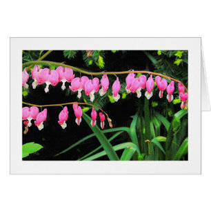"BLEEDING HEARTS DANGLING FROM A STEM"