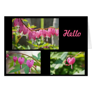 Bleeding Hearts Flowers