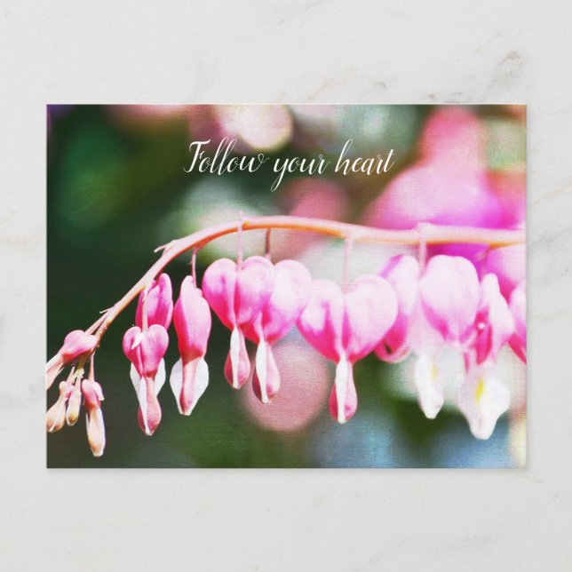 Bleeding Hearts Flowers Postcard (Front)