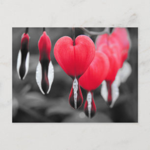 Bleeding Hearts Flowers Postcard