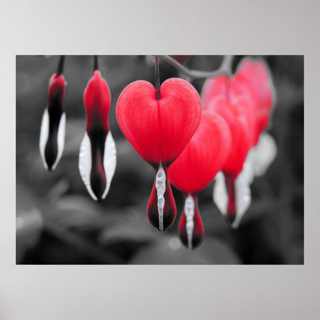 Bleeding Hearts Flowers: Red Colour Splash Poster (Front)