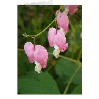 bleeding hearts haiku