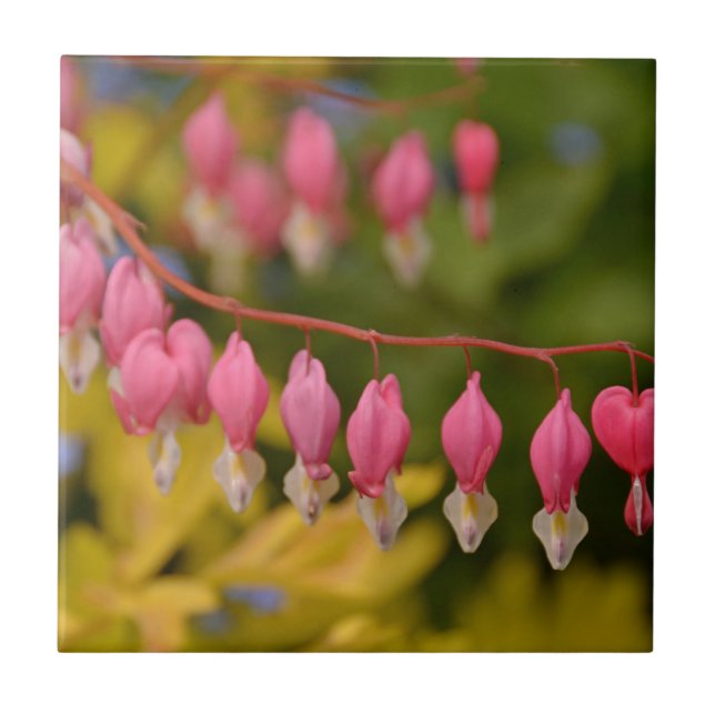 Bleeding Hearts Macro Tile (Front)