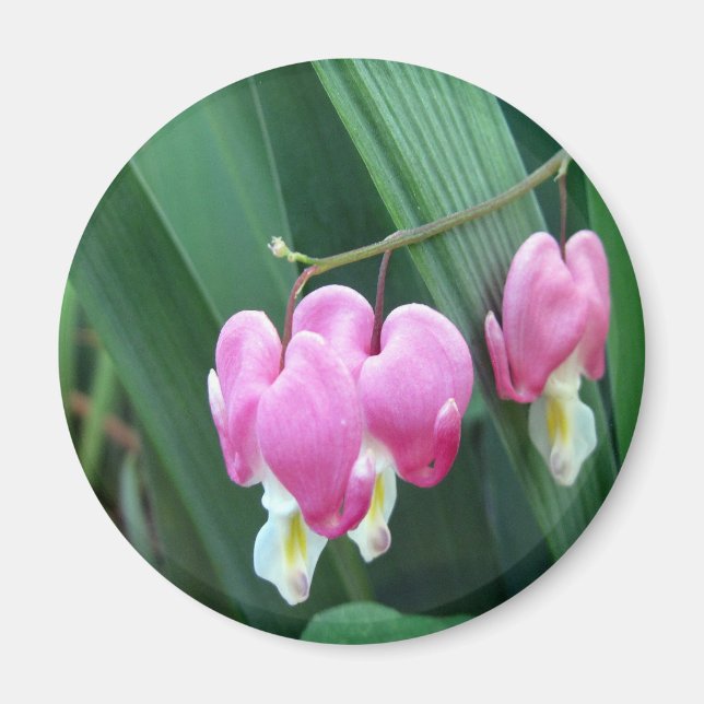 Bleeding Hearts Magnet (Front)