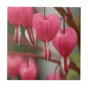 Bleeding Hearts Picture Tile