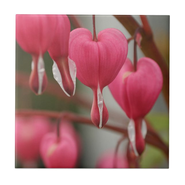 Bleeding Hearts Picture Tile (Front)